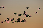 snow geese