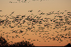 snow geese