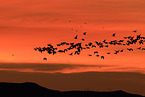 snow geese