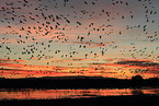 snow geese