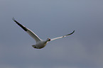 snow goose