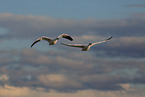 snow geese