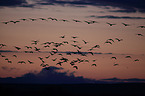 snow geese