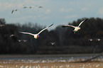 snow geese