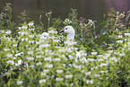 snow geese