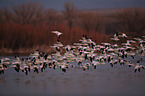 snow geese