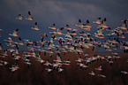 snow geese