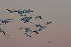 snow geese