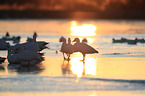 snow geese