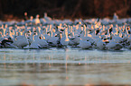 snow geese