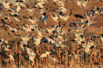 snow geese