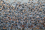 snow geese