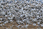 snow geese