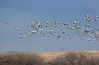 snow geese