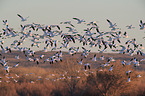 snow geese