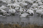 Snow Geese