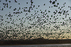 Snow Geese