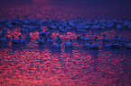 Snow Geese