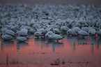 Snow Geese