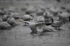 Snow Geese