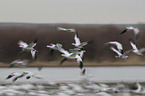 flying Snow Geese