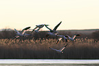 flying Snow Geese