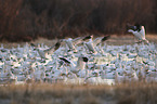 Snow Geese