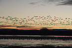 flying Snow Geese