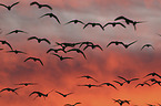 flying Snow Geese