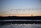 snow geese