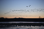 snow geese