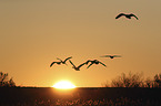 snow geese