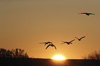 snow geese