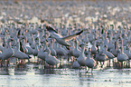 snow geese