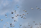 snow geese