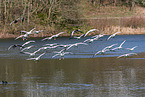 snow geese