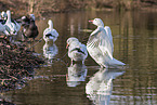 snow geese