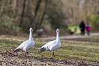 snow geese