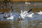 snow geese