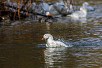 snow geese