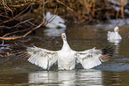 snow geese