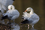 snow geese