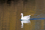 snow goose