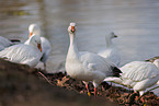 snow geese