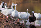 snow geese