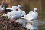 snow geese