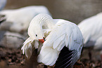 snow goose