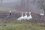 snow geese