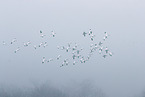 snow geese