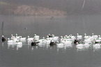 snow geese